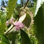 Callicarpa pedunculata Žiedas