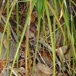 Brassavola cucullata Habitat