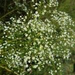 Euphorbia corollata Blomst