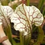 Sarracenia rubra Levél