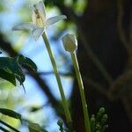 Millingtonia hortensis Blomst