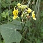 Bryonia verrucosa Flor