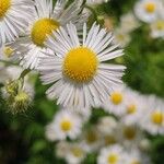 Erigeron annuus പുഷ്പം