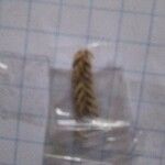 Triticum monococcum Mbuma