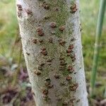 Idesia polycarpa Bark