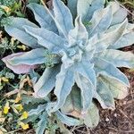 Verbascum niveum List