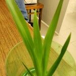 Neomarica gracilis 葉