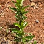 Coutoubea spicata 葉