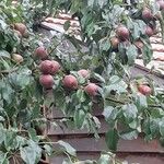 Pyrus communis Fruit