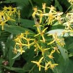 Senecio ovatus Flower