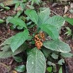 Psychotria racemosa Celota