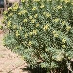 Euphorbia seguieriana Hábito