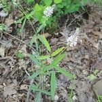 Desmodium canadense Yaprak