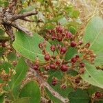 Psorospermum febrifugum Frucht