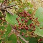 Psorospermum febrifugum Fruit