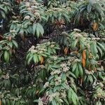 Cotoneaster salicifolius Habit