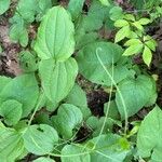 Smilax tamnoides Blatt