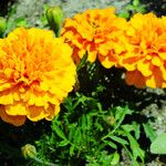 Tagetes erecta 花