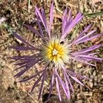 Volutaria muricata Flower