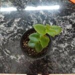 Crassula sarmentosa Leaf