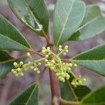 Spiraeanthemum pubescens Fruit