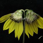 Cremanthodium reniforme Hábito
