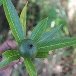 Alibertia edulis Fruit