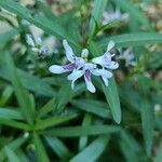 Justicia americana Blomma