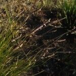 Microchloa altera Flor