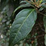 Viburnum rugosum Blatt