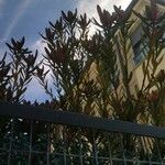 Leucadendron salignum Blad