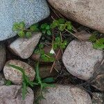 Epilobium brunnescensHabit