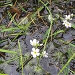 Hottonia palustris Flower