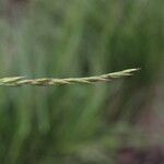 Festuca lemanii Casca