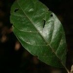 Siparuna decipiens Yaprak