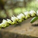 Bolusiella iridifolia Kwiat