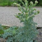 Seseli gummiferum 形態