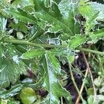 Cirsium arvense Leaf