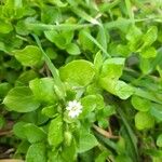 Stellaria mediaBloem