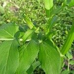 Sium latifolium Blad