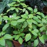 Impatiens grandis