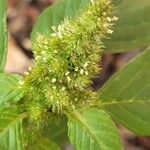 Amaranthus hybridus Flower