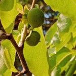 Diospyros virginiana Flower