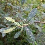 Salix cinerea Leaf