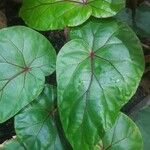 Begonia handelii Folha