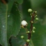 Aphloia theiformis Fruit