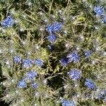 Cardopatium corymbosum Flower