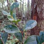 Metrosideros nitida Leaf