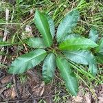 Croton matourensis Blad