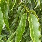 Carya illinoinensis Fuelha